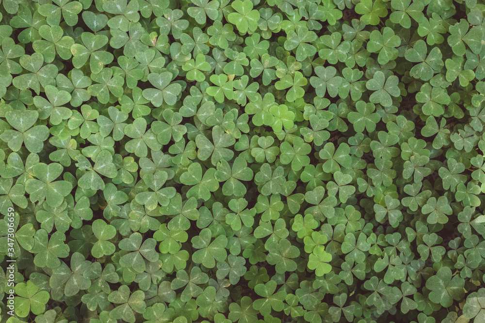 Fototapeta premium Field of Three Leaf Clovers