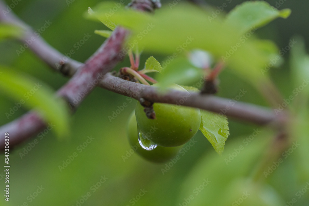 Water drop on fruit Water drop on fruit