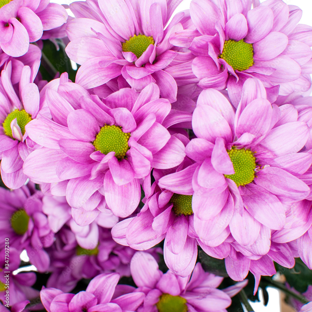 Bouquet of pink chrysanthemums.