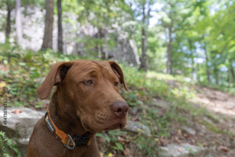 Portrait of an Adventure Dog