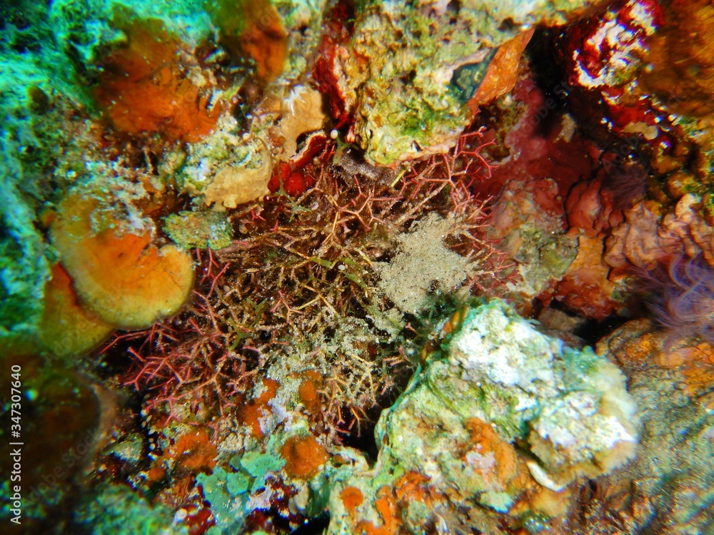 Marine Macroalgae, seaweeds, in the red sea Marine Macroalgae, seaweeds, in the red sea