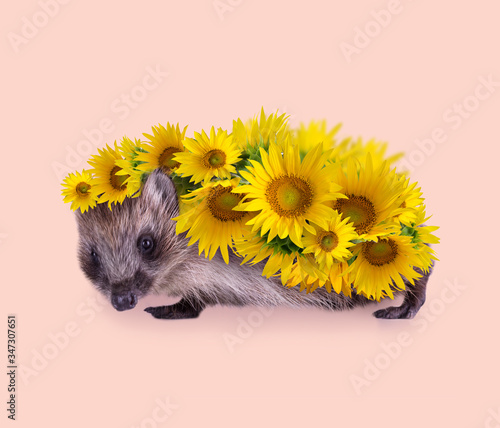 Cute little Hedgehog covered by flowers of bright yellow sunflowers against a pastel background. Animal portrait.