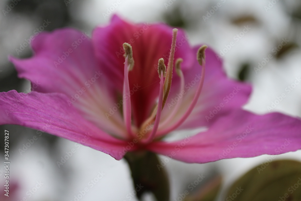 Fototapeta premium Hermosa Flor Rosada
