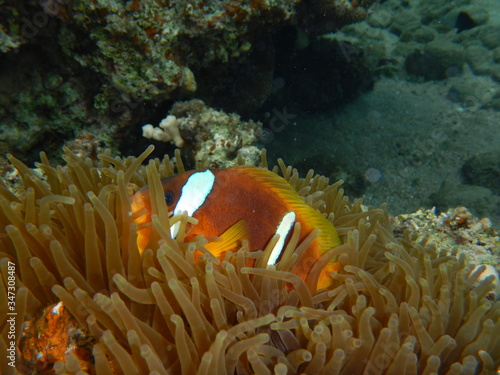 Clownfish, anemonefish, red sea fishes 