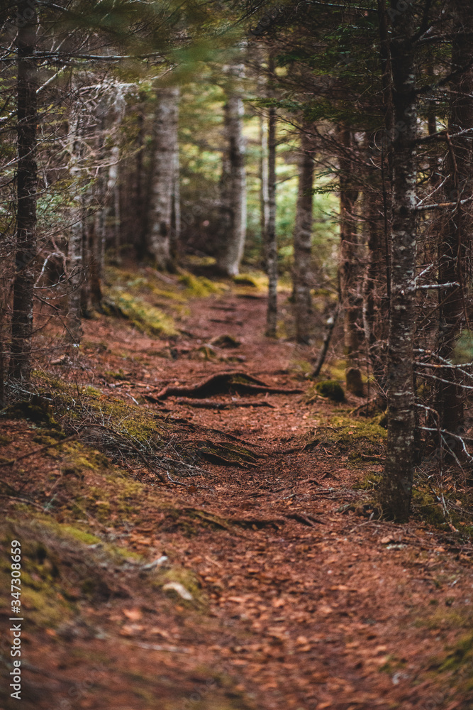 path in the forest path in the forest
