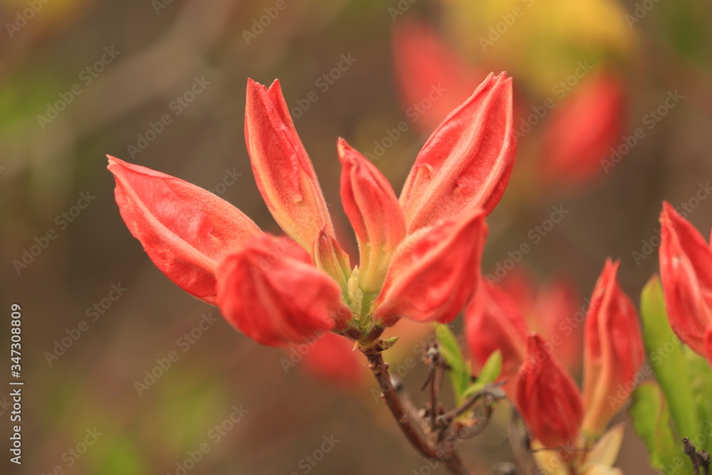 kwitnący  czerwony  kwiat  na  wiosne - obrazy, fototapety, plakaty 
