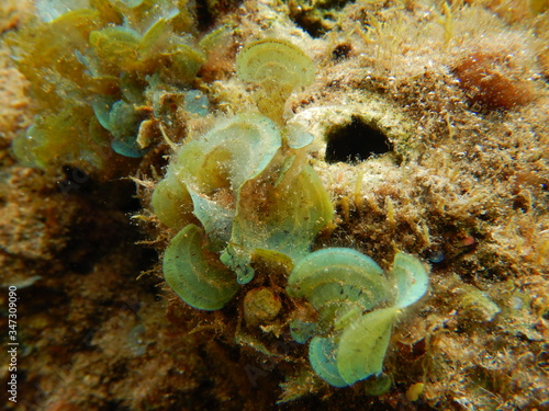 Marine Macroalgae, seaweeds, in the red sea 