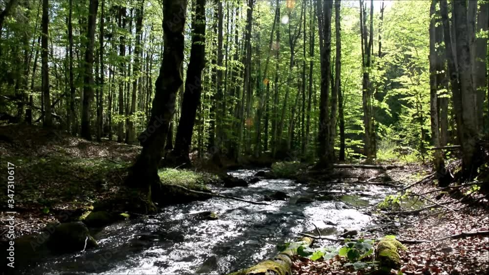 a creek in green forest a creek in green forest