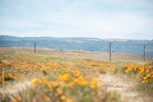 Blooming poppy flowers in springtime in California