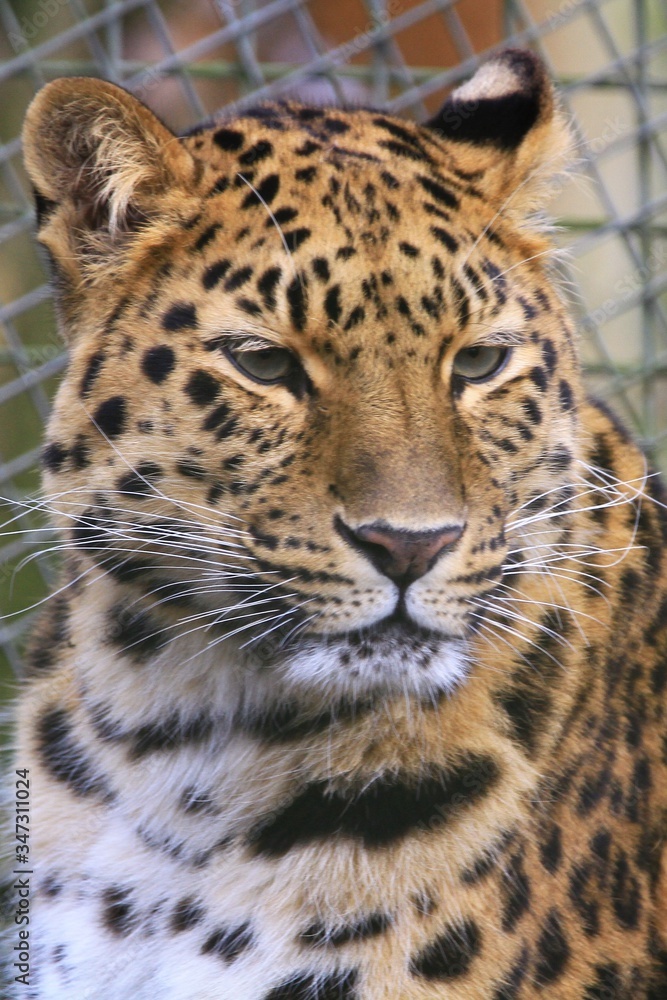 Close up portrait of a leopard Close up portrait of a leopard