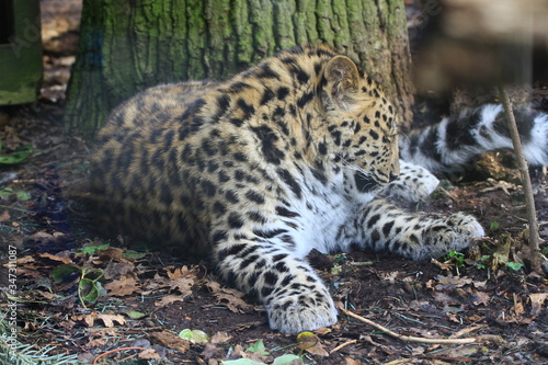 Lleopard in the zoo