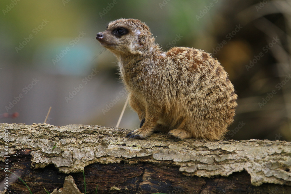Fototapeta premium Meerkat on guard