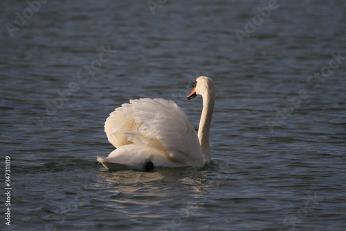 White swan on the lake