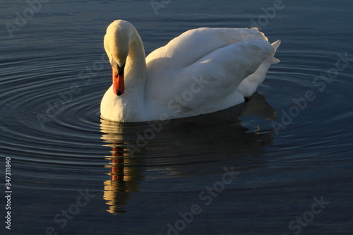 Swan on the water