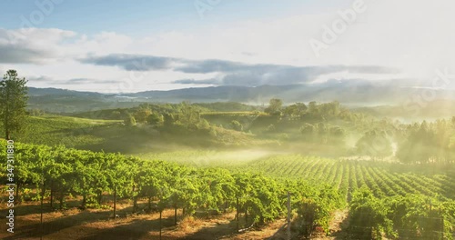 Morning mist over vineyard