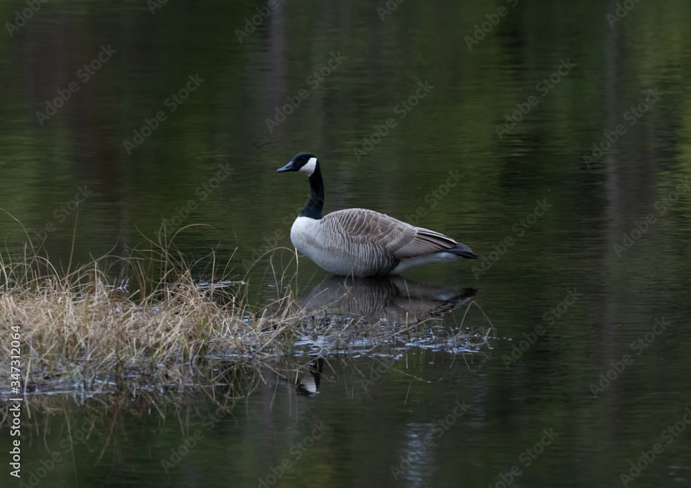 Canada Goose in Spring in Algonquin with green water background
