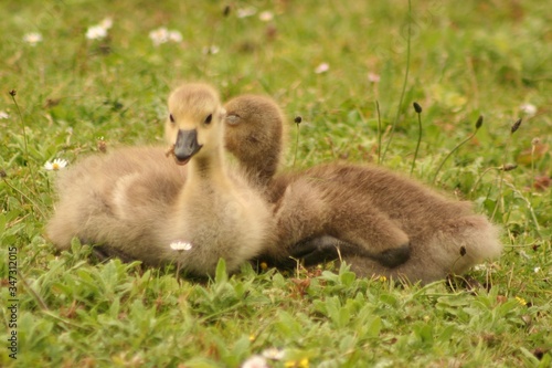 Baby duck in the grass