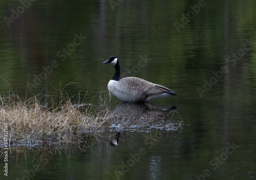 Canada Goose in Spring in Algonquin with green water background
