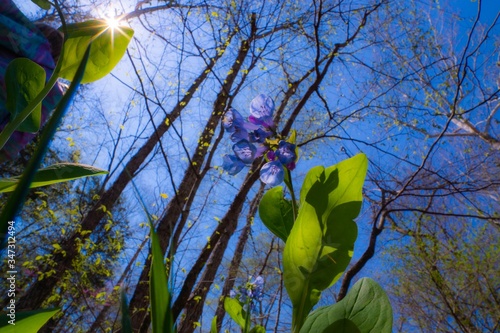 Virginia bluebells in the sun photo