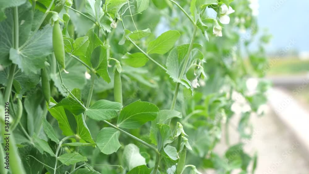 Snap pea swaying in the wind Snap pea swaying in the wind