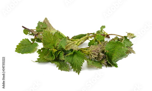 Nettle isolated on a white background. Young sprout of the nettle.