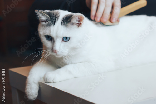 Male hands comb the fluffy cat. White cat lies on the table.