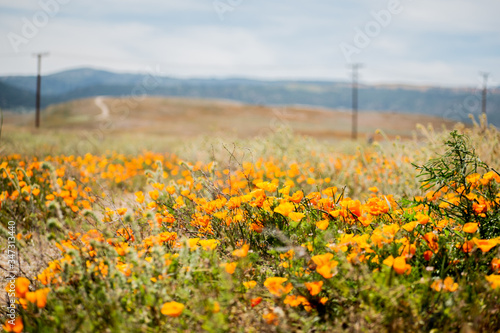 Blooming poppy flowers in springtime in California © Lisa