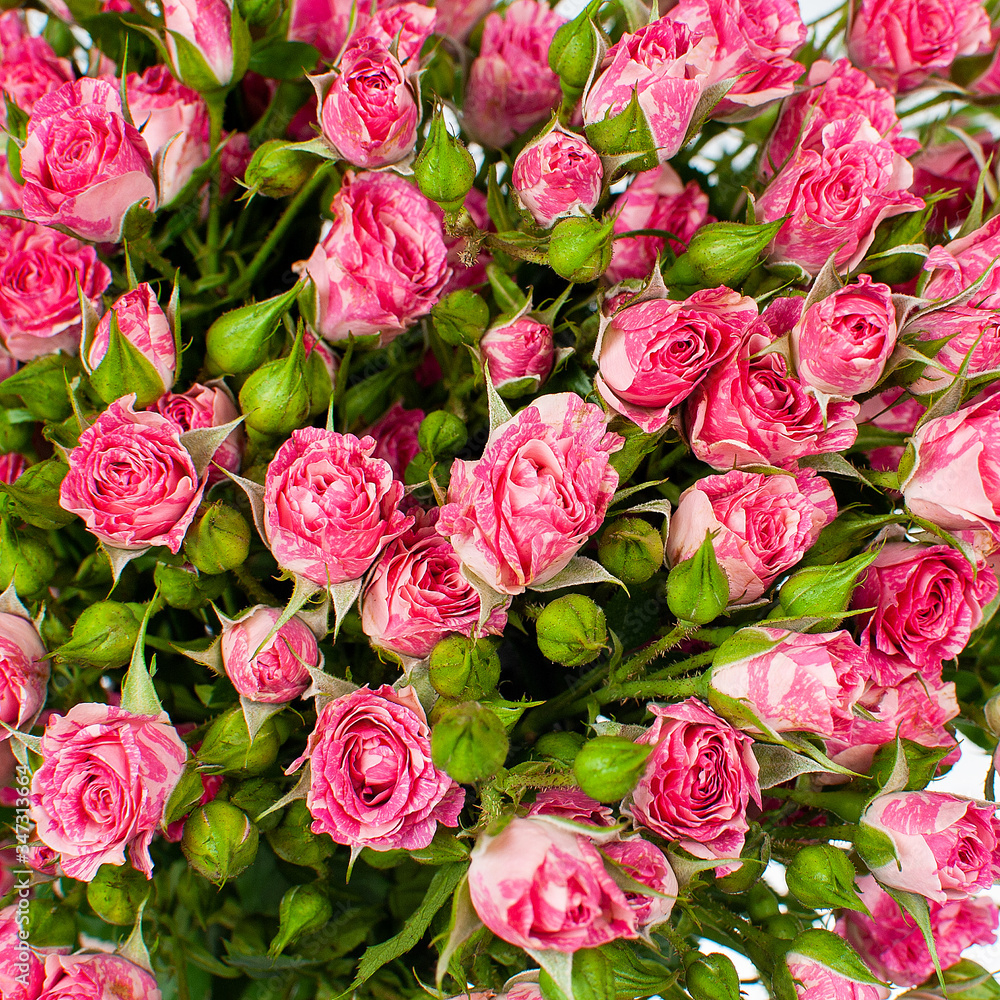 A bouquet of pink bush roses. A bouquet of pink bush roses.