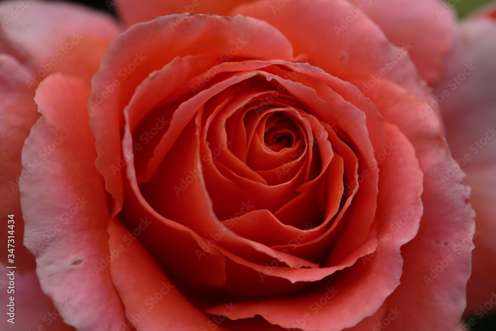 That flower just started blooming That flower just started blooming
