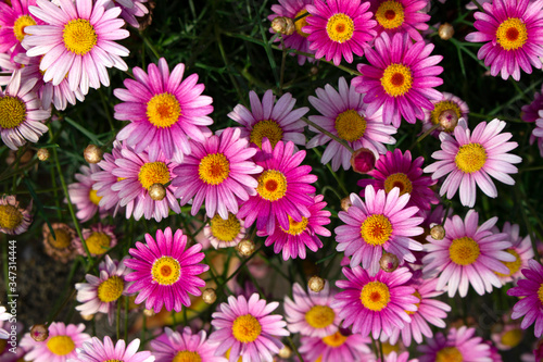 Red Margaret flowers that bloom while overlapping while competing