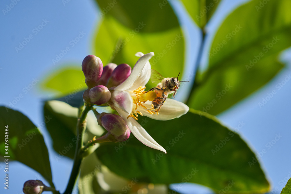 Bee on Lemon Blossoms in mid flight Bee on Lemon Blossoms in mid flight