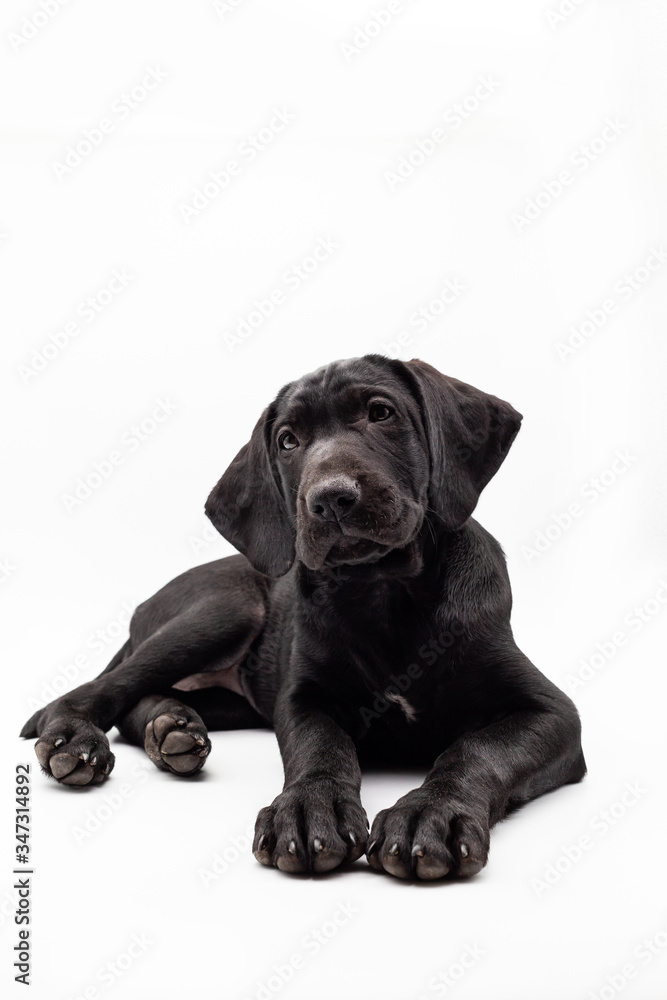 Portrait of a black labrador retriever dog looking at the camera isolated on a white background. Concept Dogs in studio. Portrait of a black labrador retriever dog looking at the camera isolated on a white background. Concept Dogs in studio.