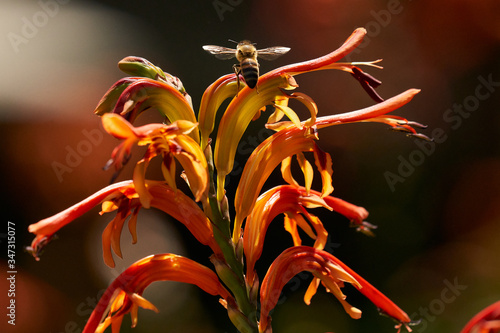 Honey Bee Flying to Lucifer Flowers photo