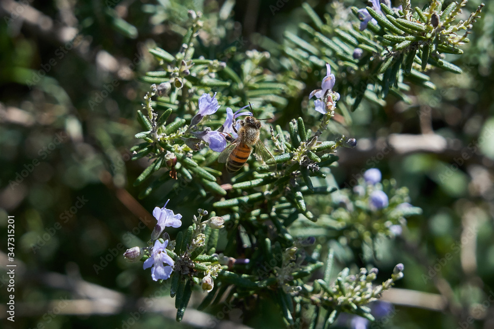 Honey Bee Feeding on Rosemary Flowers Top View