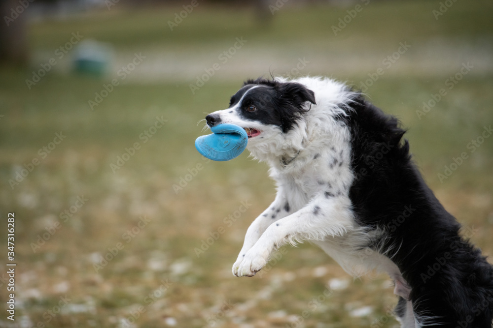 An adult black and white border collie dog jumps into the air to fetch a softshell frisbee in an open field.  The teal coloured toy is in the dog's mouth. The animal is on its hind legs playing.  