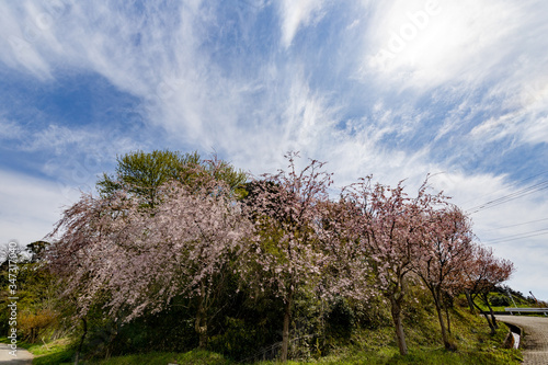 春、桜満開！