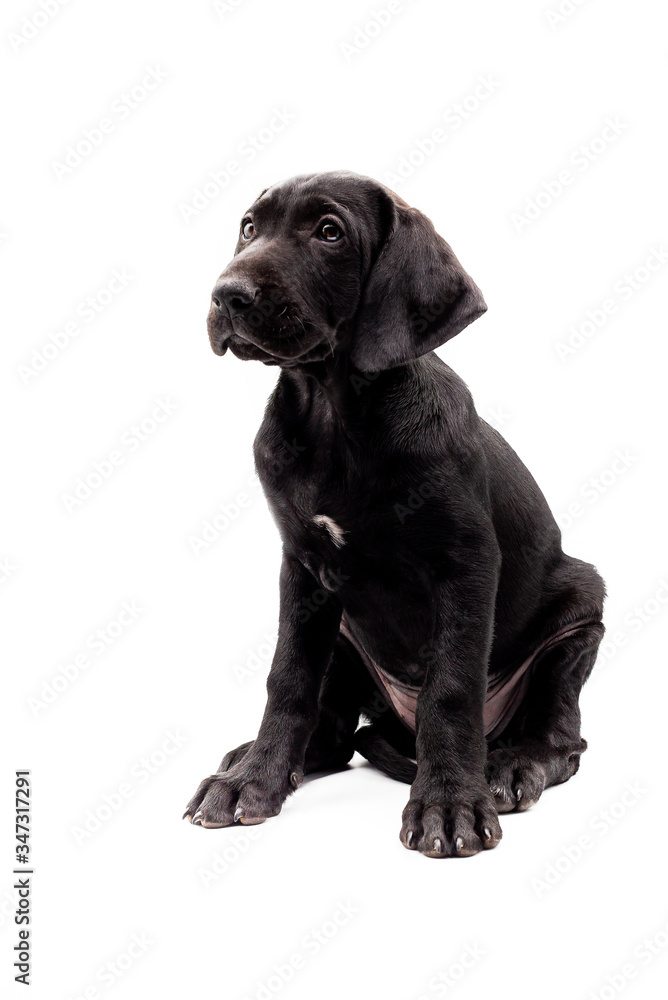 Portrait of a black labrador retriever dog looking at the camera isolated on a white background. Concept Dogs in studio.
