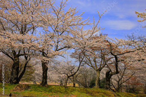 春、桜満開！