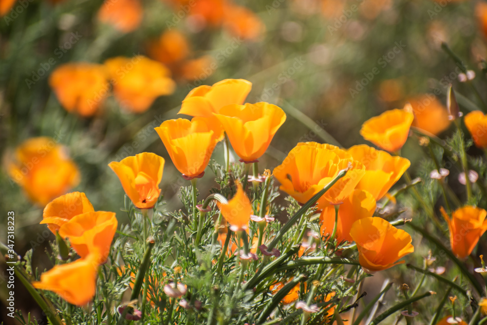 Blooming poppy flowers in springtime in California Blooming poppy flowers in springtime in California