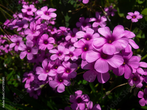 オキザリス © Purple viola puncti