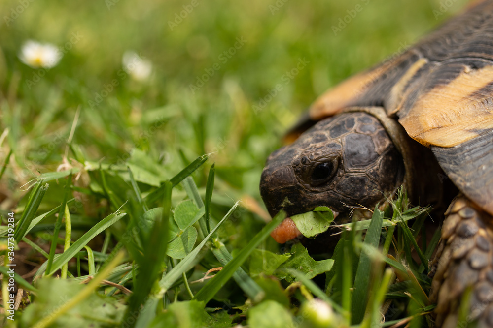 Head turtle tortoise eyes sleep open close cute brown shell Head turtle tortoise eyes sleep open close cute brown shell