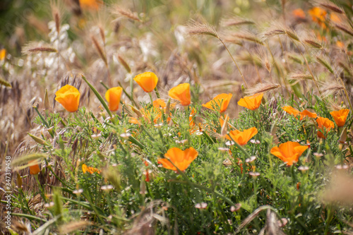 Blooming poppy flowers in springtime in California