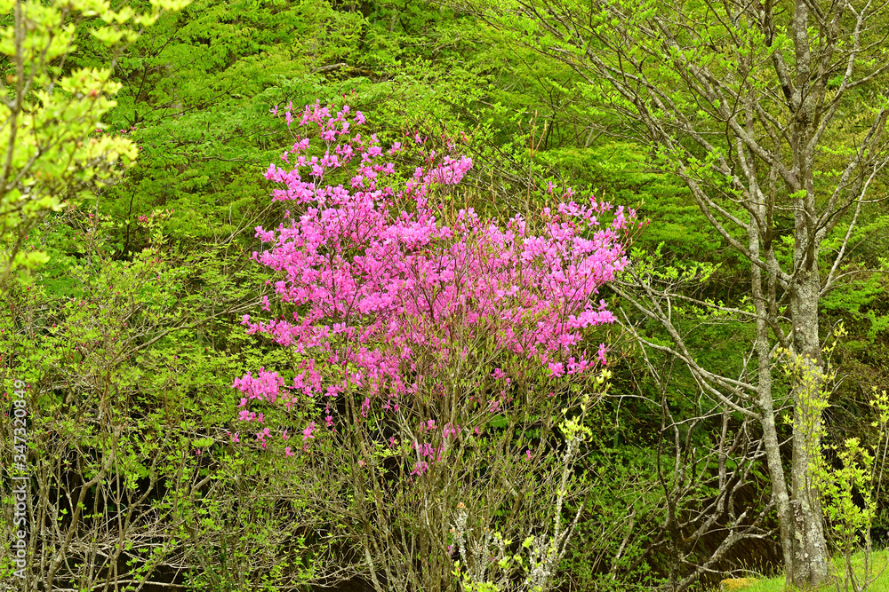 Fototapeta premium The flowers are beginning to grow and everything is becoming green.