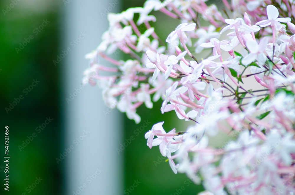 Obraz premium ジャスミン