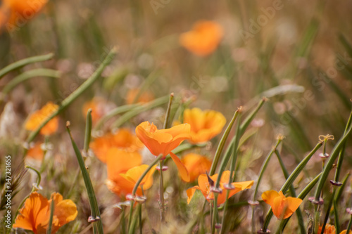 Blooming poppy flowers in springtime in California