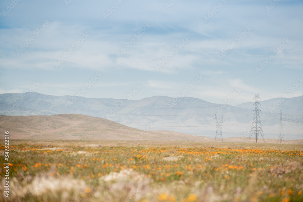 Blooming poppy flowers in springtime in California Blooming poppy flowers in springtime in California