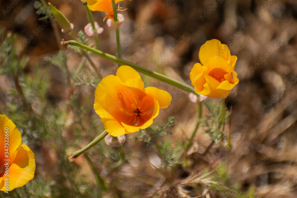 Naklejka premium Blooming poppy flowers in springtime in California