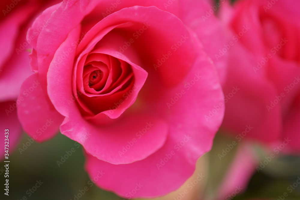 Roses have begun to bloom in the park where I am always walking Roses have begun to bloom in the park where I am always walking