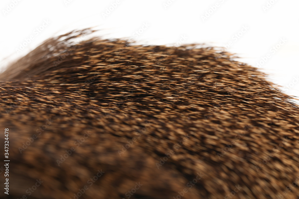 deer fur square soft texture on white background deer fur square soft texture on white background