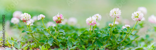 alsike clover. red clover flowers in the wild green grass. Panoramic view of red clover flowers on green color bokeh background